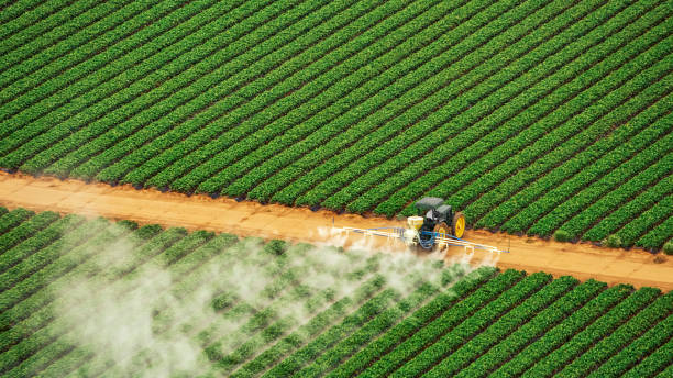 Best Ant Control Services  in Tlassee, AL