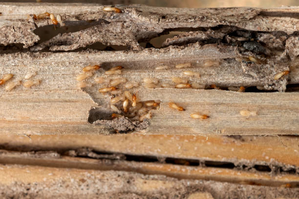 Best Flea Control Services  in Tlassee, AL