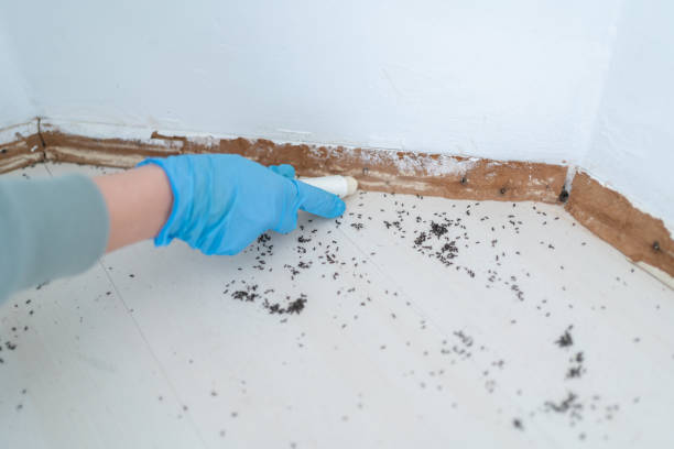 Best Wasp Removal Services  in Tlassee, AL